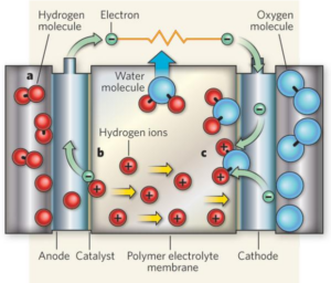 Function of Perfluorosulfonic Acid