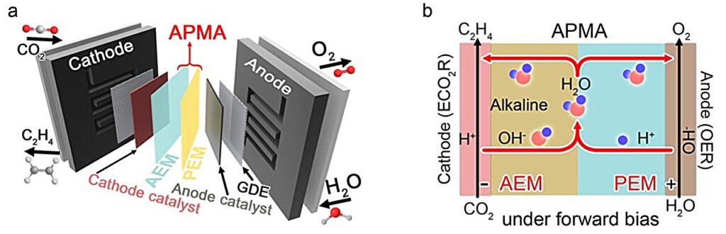 membrane electrode assembly (MEA) in Fuel Cells